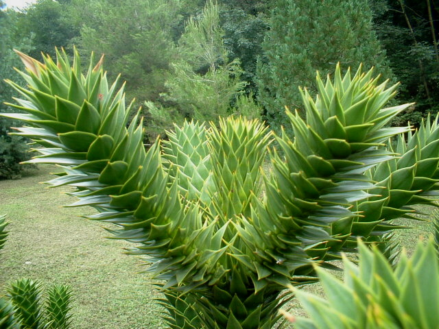 Araucaria araucana / Araucaria (pianta coltivata)